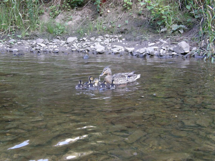 img00080.jpg
